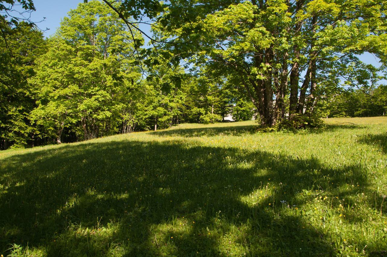 Green Forest Žabljak Esterno foto